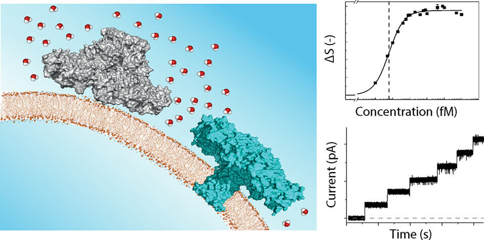 Scientific drawing: On the left there is a side view of a lipid membrane, with two proteins at the surface surrounded by small water molecules; on the right there are two graph showing measurements of Delta S vs Concentration, and Current vs Time.